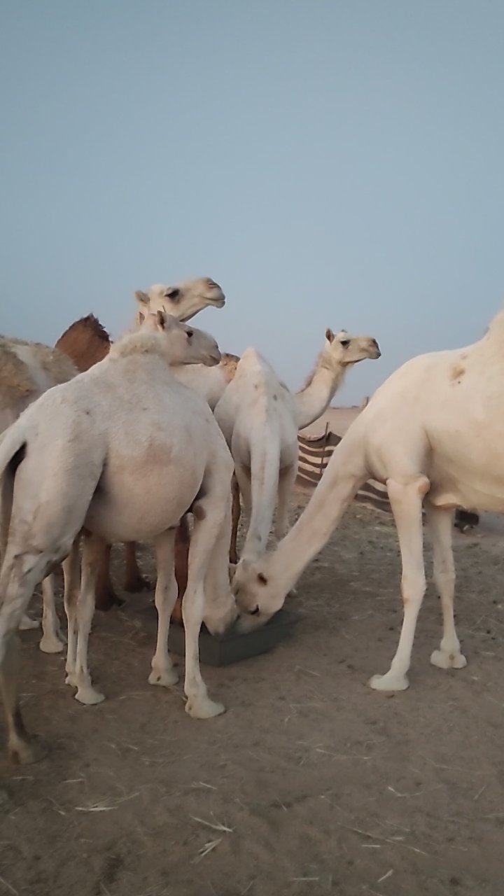 সৌদি আরবে উঠের খামার