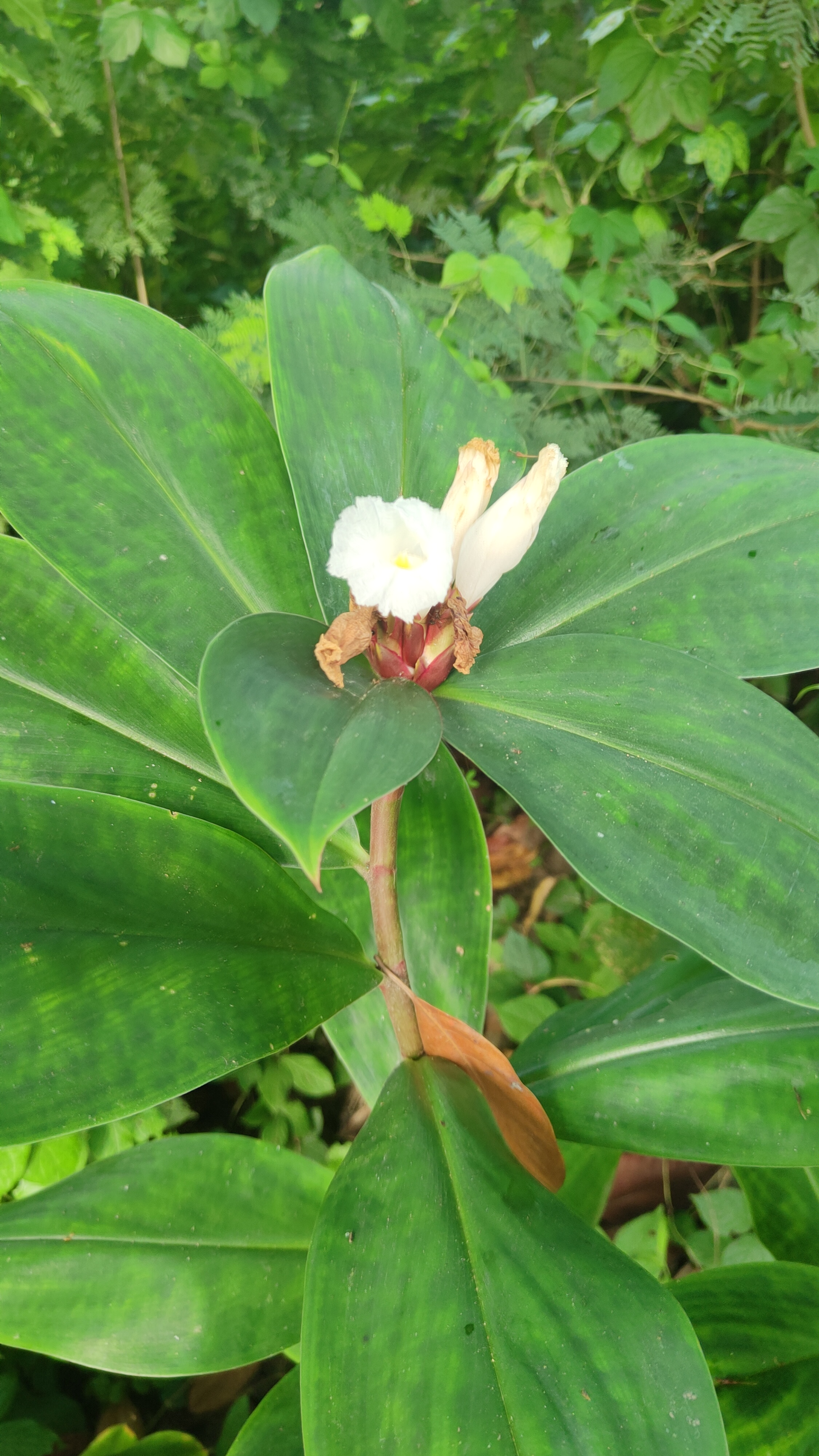 উপকারী ও ঔষধি উদ্ভিদ